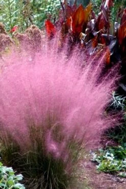 Pink Muhly Grass (Cotton Candy Grass) - 1 Gallon Pot (On Sale) -Stylish Garden Plant Store Muhly Grass Pink 204