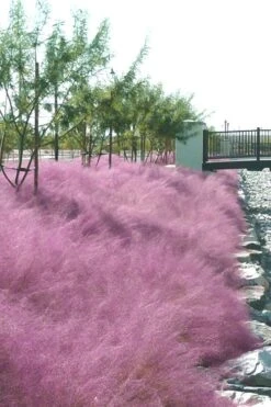 Pink Muhly Grass - Cotton Candy Grass - 1 Gallon Pot -Stylish Garden Plant Store Muhly Grass Pink 77 2