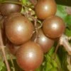 Carlos Bronze Muscadine Grape Vine - 1 Gallon Pot -Stylish Garden Plant Store Muscadine Carlos 1