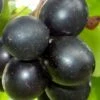 Cowart Black Muscadine Grape Vine - 6 Pack Of 1 Gallon Pots -Stylish Garden Plant Store Muscadine Cowart 1 1