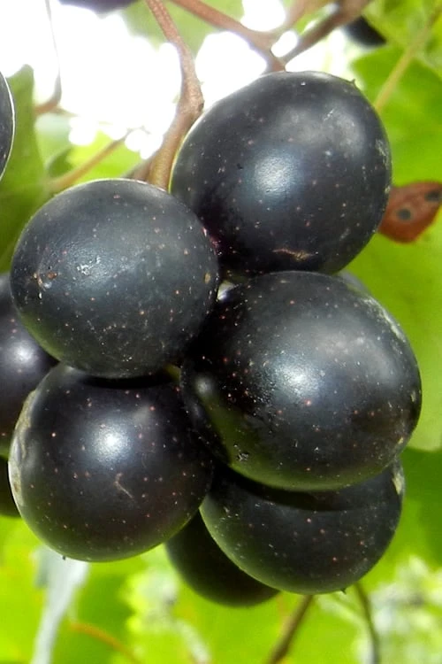 Cowart Black Muscadine Grape Vine - 1 Gallon Pot 3 Cowart Black Muscadine Grape Vine - 1 Gallon Pot