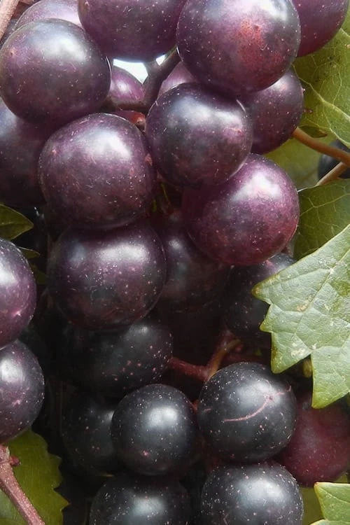 Creek Black Muscadine Grape Vine - 1 Gallon Pot 3 Creek Black Muscadine Grape Vine - 1 Gallon Pot