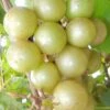 Doreen Bronze Muscadine Grape Vine (Self Fertile) - 1 Gallon Pot -Stylish Garden Plant Store Muscadine Doreen 1
