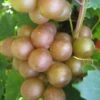 Fry Bronze Muscadine Grape Vine - 6 Pack Of 1 Gallon Pots -Stylish Garden Plant Store Muscadine Fry 1 1