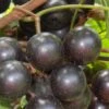Lane Muscadine Grape Vine (Self Fertile) - 1 Gallon Pot 1 Lane Muscadine Grape Vine (Self Fertile) - 1 Gallon Pot -Stylish Garden Plant Store Muscadine Lane 500x750 1