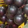 Nesbitt Muscadine Grape Vine - 1 Gallon Pot -Stylish Garden Plant Store Muscadine Nesbitt 500x750 1