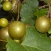 Summit Muscadine - 1 Gallon Pot -Stylish Garden Plant Store Muscadine Summit 500x750 1