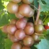 Triumph Muscadine Grape Vine - 2 Gallon Pot -Stylish Garden Plant Store Muscadine Triumph 1 1