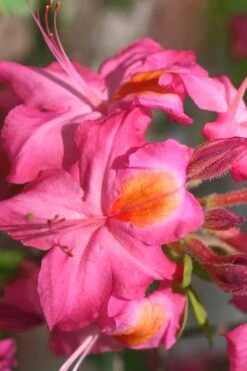 Country Cousin Pink Aromi Azalea (Rhododendron Hybrid) - 1 Gallon Pot -Stylish Garden Plant Store Native Azalea Country Cousin 3