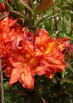 Mary Poppins Azalea (Rhododendron) - 5 Gallon Pot -Stylish Garden Plant Store Native Azalea Mary Poppins 5