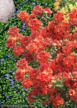 Mary Poppins Azalea (Rhododendron) - 5 Gallon Pot -Stylish Garden Plant Store Native Azalea Mary Poppins 6