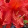 Robert E. Lee Native Azalea (Rhododendron) - 1 Gallon Pot 1 Robert E. Lee Native Azalea (Rhododendron) - 1 Gallon Pot -Stylish Garden Plant Store Native Azalea Robert E Lee 1