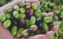 Arbequina Olive Tree - 2 Gallon Pot 13 Arbequina Olive Tree - 2 Gallon Pot -Stylish Garden Plant Store Olive Tree Arbequina Fruits 1 3