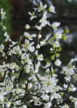 Flying Dragon Hardy Orange Tree - 3 Gallon Pot -Stylish Garden Plant Store Orange Flying Dragon 10