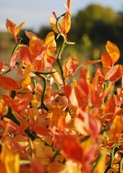 Flying Dragon Hardy Orange Tree - 7 Gallon Pot (3-4') -Stylish Garden Plant Store Orange Flying Dragon 13 1