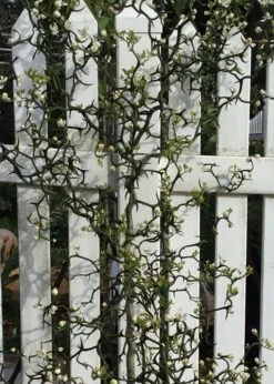 Flying Dragon Hardy Orange Tree - 3 Gallon Pot -Stylish Garden Plant Store Orange Flying Dragon 3