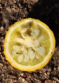 Flying Dragon Hardy Orange Tree - 3 Gallon Pot -Stylish Garden Plant Store Orange Flying Dragon 5