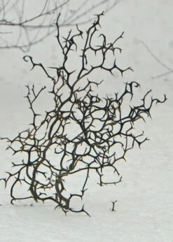 Flying Dragon Hardy Orange Tree - 7 Gallon Pot (3-4') -Stylish Garden Plant Store Orange Flying Dragon 7 1