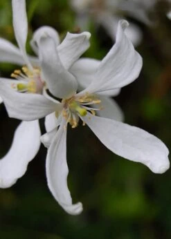 Flying Dragon Hardy Orange Tree - 7 Gallon Pot (3-4') -Stylish Garden Plant Store Orange Flying Dragon 8 1