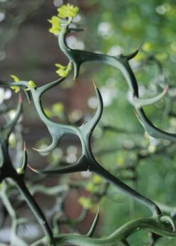 Flying Dragon Hardy Orange Tree - 3 Gallon Pot -Stylish Garden Plant Store Orange Flying Dragon 9