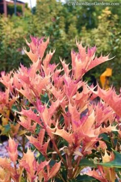 Party Lights Pink Flush Tea Olive - Osmanthus Heterophyllus - 5 Gallon Pot -Stylish Garden Plant Store Osmanthus Party Lights 11