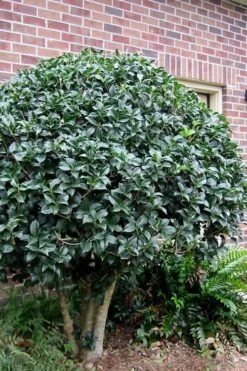 San Jose Fortune's Tea Olive Osmanthus - 3 Gallon Pot -Stylish Garden Plant Store Osmanthus San Jose Tea Olive 2