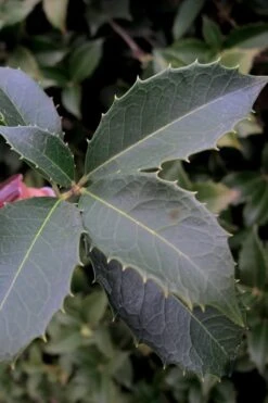 San Jose Fortune's Tea Olive Osmanthus - 3 Gallon Pot -Stylish Garden Plant Store Osmanthus San Jose Tea Olive 3