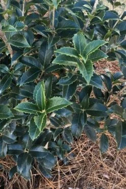 San Jose Fortune's Tea Olive Osmanthus - 3 Gallon Pot -Stylish Garden Plant Store Osmanthus San Jose Tea Olive 4