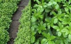 Green Carpet Pachysandra - Japanese Spurge - 18 Count Flat Of Pint Pots -Stylish Garden Plant Store Pachysandra Green Carpet