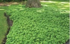 Green Carpet Pachysandra - Japanese Spurge - 18 Count Flat Of Pint Pots -Stylish Garden Plant Store Pachysandra Green Carpet Landscape