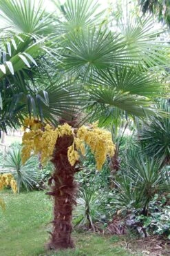 Windmill Cold Hardy Palm Tree - 1 Gallon Pot -Stylish Garden Plant Store Palm Windmill 500x750 1