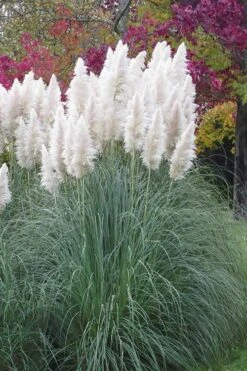 White Pampas Grass - 3 Gallon Pot -Stylish Garden Plant Store Pampas Grass White 11