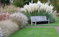 White Pampas Grass - 3 Gallon Pot -Stylish Garden Plant Store Pampas Grass White 6