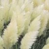 White Pampas Grass - 3 Gallon Pot -Stylish Garden Plant Store Pampas Grass White Rev 500x750 2