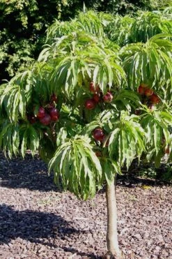Bonanza Dwarf Patio Peach Tree - 5 Gallon -Stylish Garden Plant Store Peach Bonanza 2 1
