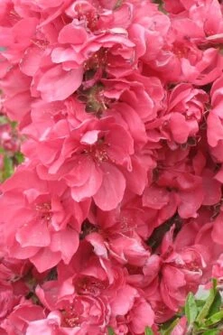 Bonanza Dwarf Patio Peach Tree - 5 Gallon -Stylish Garden Plant Store Peach Bonanza 3 1