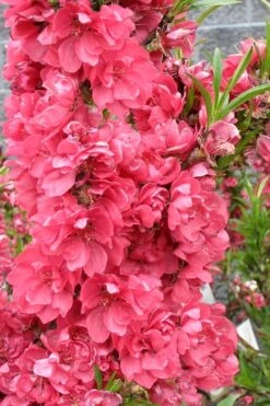 Bonanza Dwarf Patio Peach Tree - 5 Gallon -Stylish Garden Plant Store Peach Bonanza 4 1