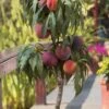 Bonanza Dwarf Patio Peach Tree - 3 Gallon Pot -Stylish Garden Plant Store Peach Bonanza 6