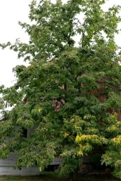 American Persimmon Tree (Diospyros Virginiana) - 1 Gallon Pot -Stylish Garden Plant Store Persimmon American 2 2