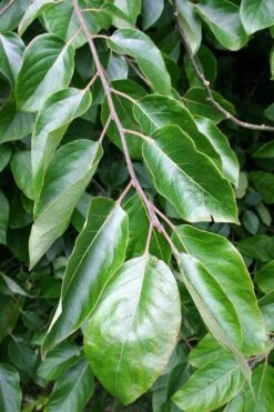 American Persimmon Tree - Diospyros Virginiana - 3 Gallon Pot 13 American Persimmon Tree - Diospyros Virginiana - 3 Gallon Pot -Stylish Garden Plant Store Persimmon American 3