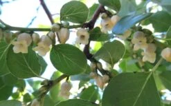 American Persimmon Tree - Diospyros Virginiana - 3 Gallon Pot 15 American Persimmon Tree - Diospyros Virginiana - 3 Gallon Pot -Stylish Garden Plant Store Persimmon American 5