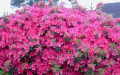Judge Solomon Southern Indica Azalea - 3 Gallon Pot -Stylish Garden Plant Store Picture Azlea Judge Solomon Flowers