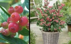 Pink Lemonade Blueberry - 6 Pack Of 1 Gallon Pots -Stylish Garden Plant Store Picture Blueberry Pink Lemonade 1 1