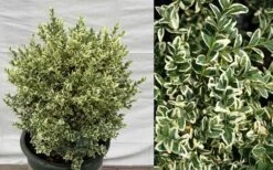 Dwarf Variegated Boxwood - 5 Gallon Pot 12 Dwarf Variegated Boxwood - 5 Gallon Pot -Stylish Garden Plant Store Picture Boxwood Dwarf Variegated 2