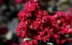 Double Feature Red Crape Myrtle - 3 Gallon Pot -Stylish Garden Plant Store Picture Crape Myrtle Double Feature 2