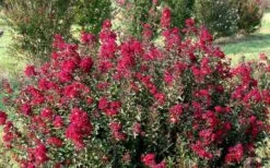 Double Feature Red Crape Myrtle - 3 Gallon Pot -Stylish Garden Plant Store Picture Crape Myrtle Double Feature