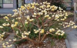 Edgeworthia Chrysantha - Paper Bush - 5 Gallon Pot 26 Edgeworthia Chrysantha - Paper Bush - 5 Gallon Pot -Stylish Garden Plant Store Picture Edgeworthia Paper Bush 3
