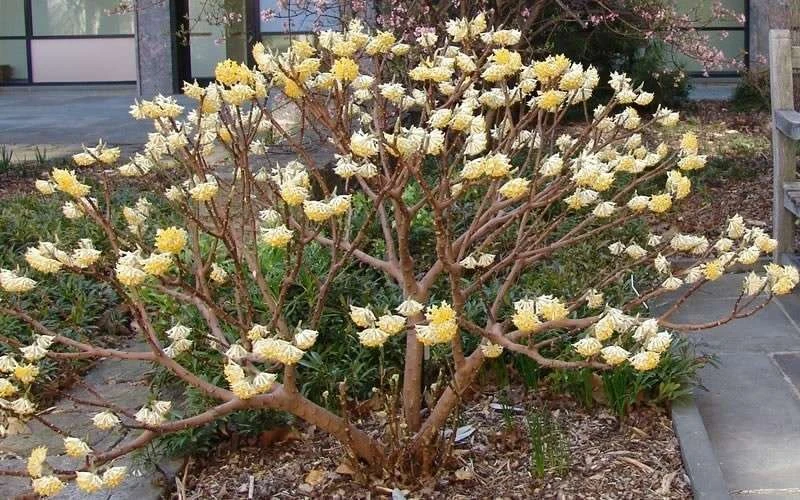 Edgeworthia Chrysantha - Paper Bush - 5 Gallon Pot 14 Edgeworthia Chrysantha - Paper Bush - 5 Gallon Pot - Image 12