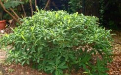 Edgeworthia Chrysantha - Paper Bush - 5 Gallon Pot 25 Edgeworthia Chrysantha - Paper Bush - 5 Gallon Pot -Stylish Garden Plant Store Picture Edgeworthia Shrub