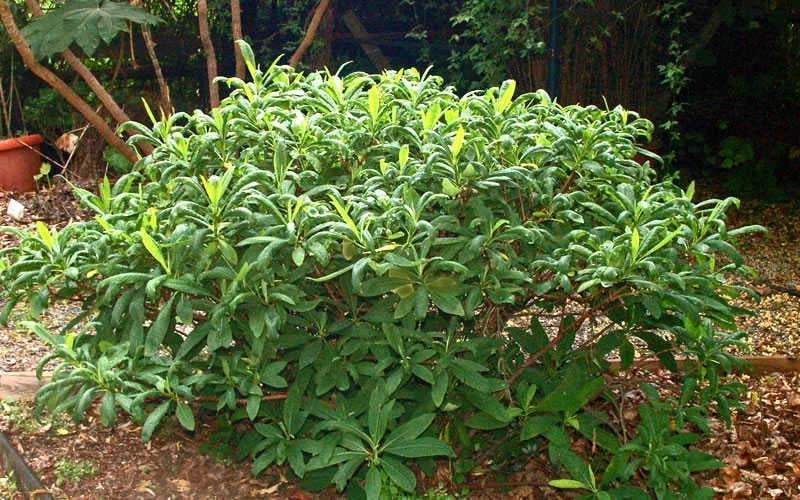 Edgeworthia Chrysantha - Paper Bush - 5 Gallon Pot 13 Edgeworthia Chrysantha - Paper Bush - 5 Gallon Pot - Image 11